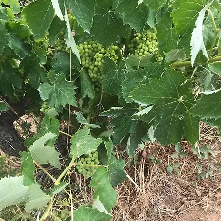 Pinar Del Mar بلاتجا ذارو