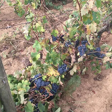 Pinar Del Mar بلاتجا ذارو