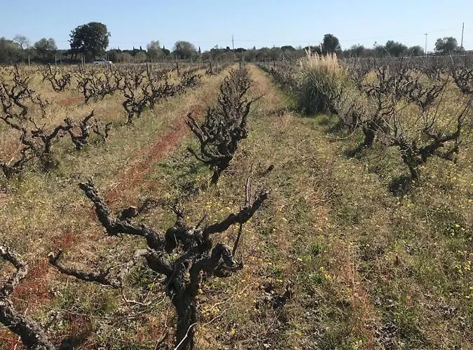 Hotel Pinar Del Mar Platja d'Aro