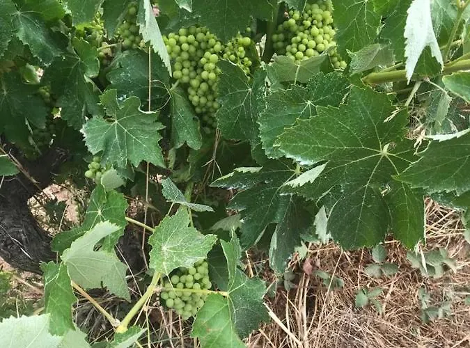 Pinar Del Mar Платжа-д'Ару