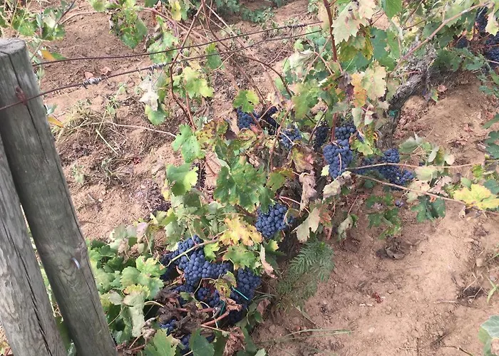 Pinar Del Mar Platja d'Aro