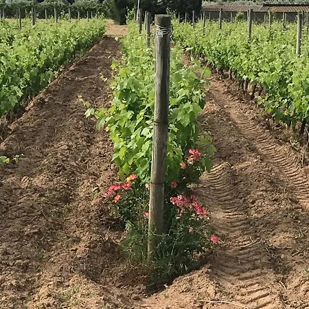 Pinar Del Mar